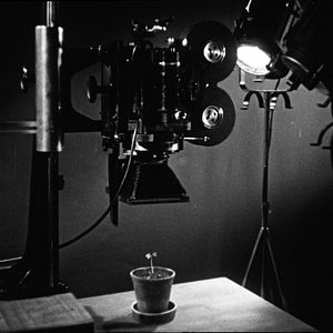 Bilder Bestiari, erbari, lapidari