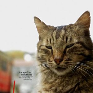 Bilder Kedi - Von Katzen und Menschen