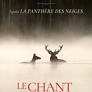 Bilder Das Flüstern der Wälder