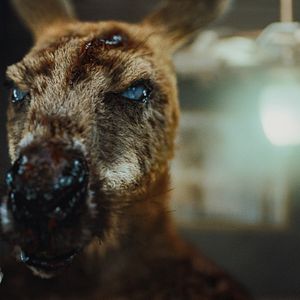 Bilder Rippy - Das Killerkänguru