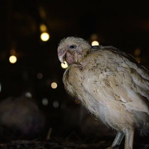 Bilder Food For Profit