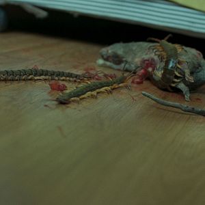 Bilder Creepy Crawly