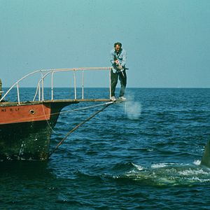 Bilder Der weiße Hai