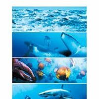 Bilder Unsere Ozeane