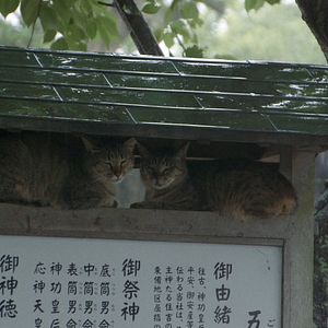 Bilder Die Katzen vom Gokogu-Schrein