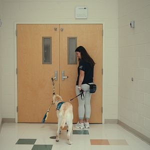 Bilder Was Hunde denken