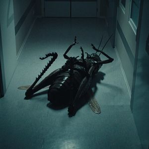 Bilder Der Kuss des Grashüpfers