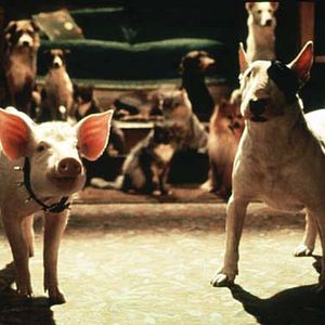 Bilder Schweinchen Babe in der großen Stadt