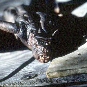 Bilder Bats - Fliegende Teufel