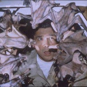 Bilder Bats - Fliegende Teufel