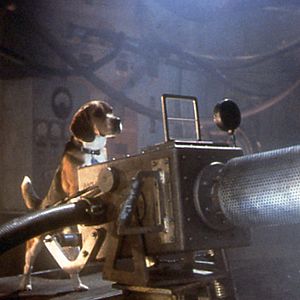 Bilder Lawrence Guterman