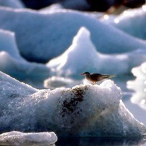 Bilder Michel Debats