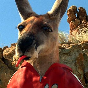 Bilder Kangaroo Jack