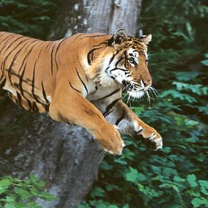 Bilder Bruce Neibaur