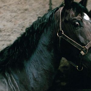 Bilder Mister V. - Pferd ohne Reiter