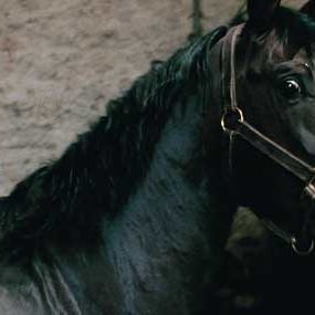 Bilder Mister V. - Pferd ohne Reiter