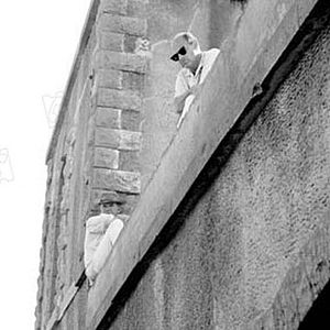 Bilder The Wild Bunch