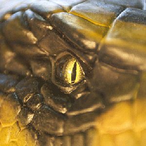 Bilder Anacondas – Die Jagd nach der Blut-Orchidee