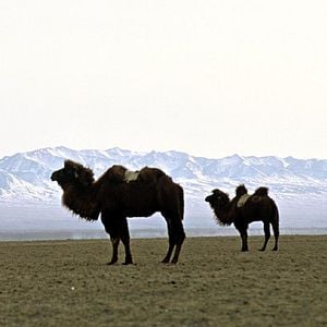 Bilder Luigi Falorni