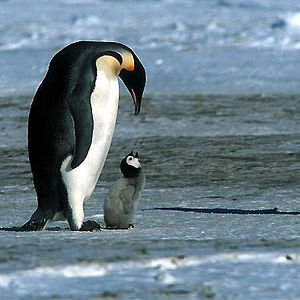 Bilder Die Reise der Pinguine