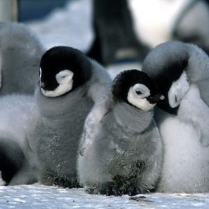 Bilder Die Reise der Pinguine