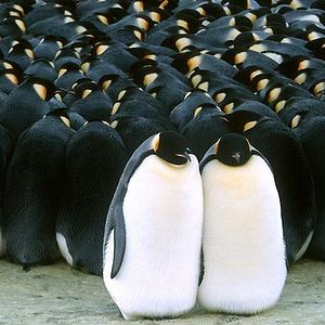 Bilder Die Reise der Pinguine