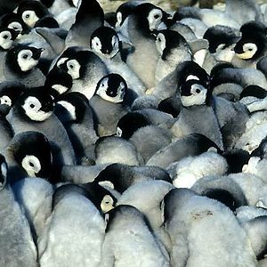 Bilder Die Reise der Pinguine