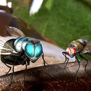 Bilder Frederik Du Chau