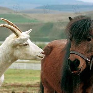 Bilder Im Rennstall ist das Zebra los!