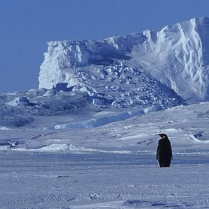 Bilder Die Reise der Pinguine