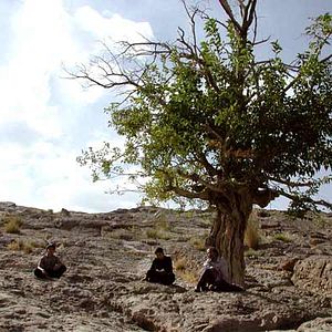 Bilder Sepideh Farsi