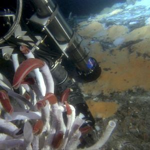 Bilder Aliens der Meere