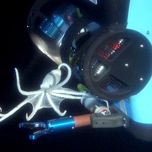 Bilder Aliens der Meere