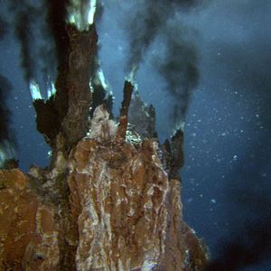 Bilder Aliens der Meere