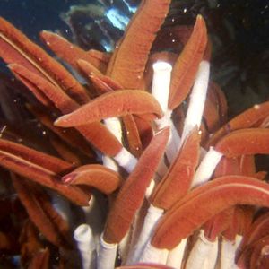 Bilder Aliens der Meere