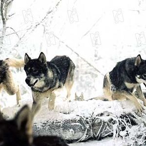 Bilder Andrew Adamson