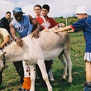 Bilder Camping à la ferme