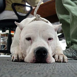 Bilder Bombón – Eine Geschichte aus Patagonien