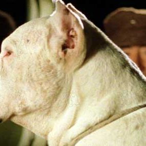 Bilder Bombón – Eine Geschichte aus Patagonien