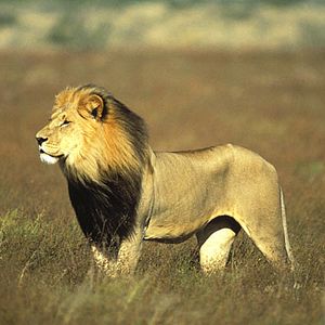 Bilder Tim Liversedge