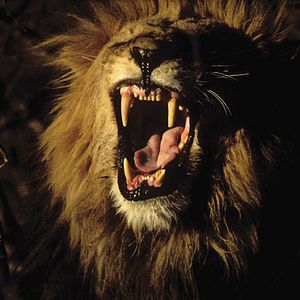 Bilder Tim Liversedge