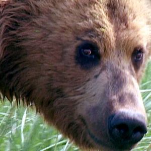 Bilder Grizzly Man