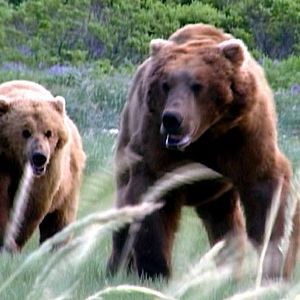 Bilder Grizzly Man