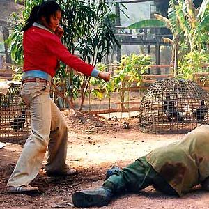 Bilder Born to Fight