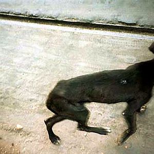 Bilder Ross Kauffman