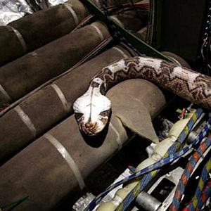 Bilder Snakes on a Plane