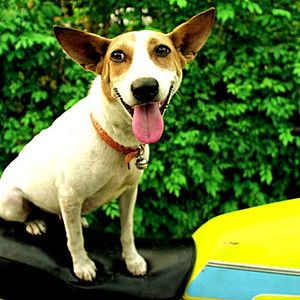 Bilder Wisit Sasanatieng