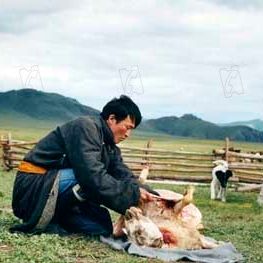 Bilder Die Höhle des gelben Hundes