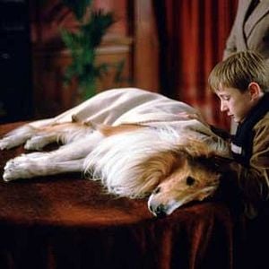 Bilder Lassie kehrt zurück