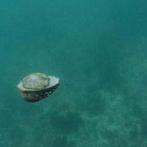 Bilder Das Locofieber